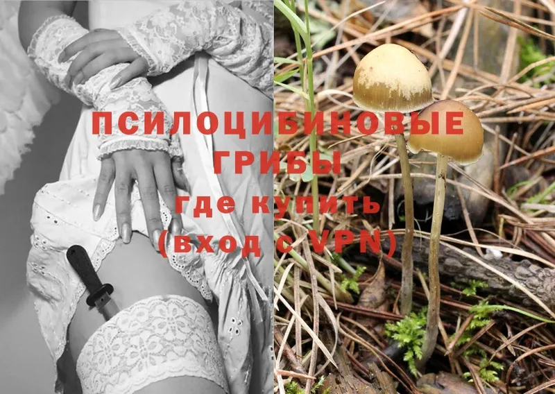 цена   Покровск  Псилоцибиновые грибы Psilocybe 